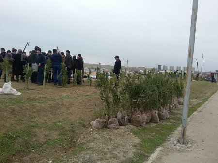 Abşeron rayonunda ağacəkmə kompaniyası keçirildi- Foto/Video